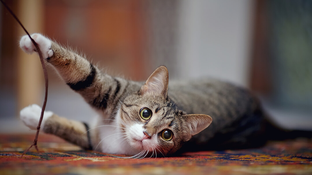 Gatto che giace sul tappeto che gioca con la stringa