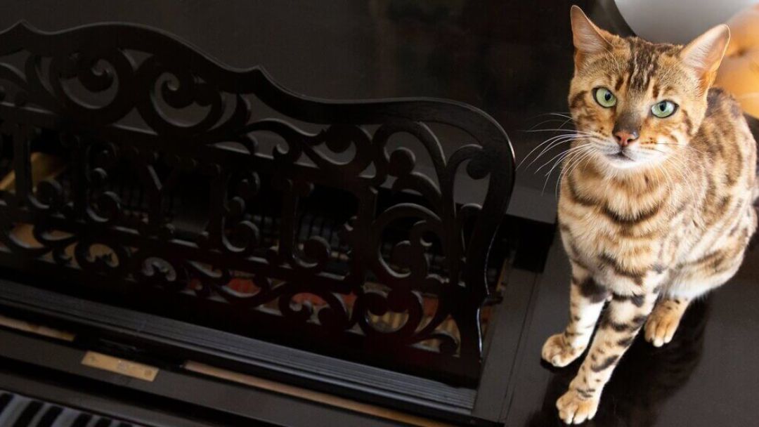 Gatto del Bengala seduto su un pianoforte  mentre viene suonato.