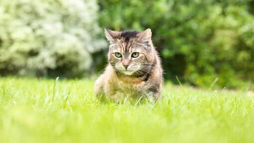 gatto seduto nell'erba