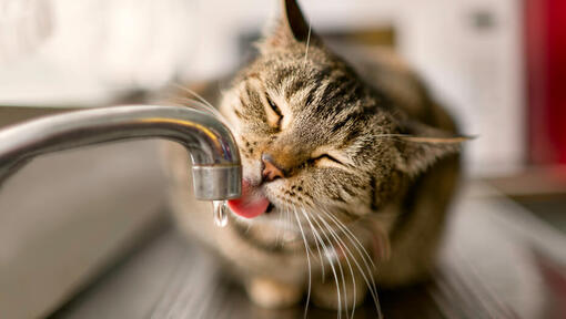Acqua potabile del gatto marrone da un rubinetto