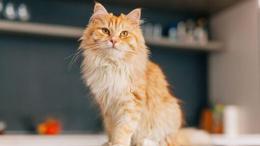 Il gatto dei capelli lunghi persiani è in piedi in cucina
