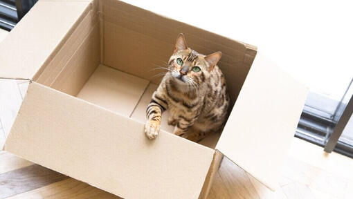 Gatto del Bengala seduto in una scatola di cartone